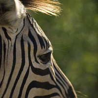 Buy canvas prints of ZEBRA'S SUNLIT MANE  by Mavis Roper