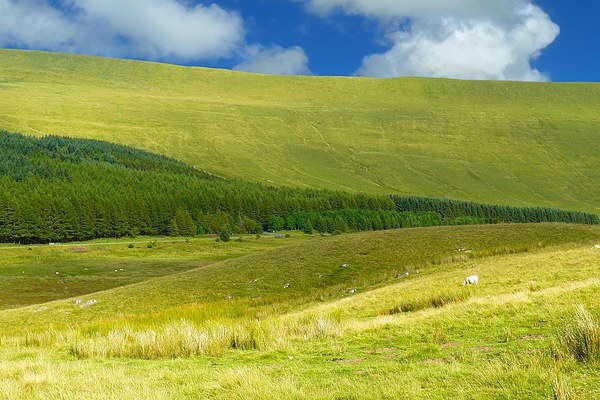 Brecon Beacons National Park Picture Board by Gisela Scheffbuch