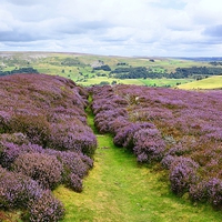 Buy canvas prints of  Yorkshire Moorland by Gisela Scheffbuch