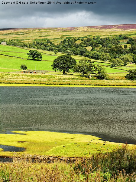  Gouthwaite Reservoir in the Nidderdale Picture Board by Gisela Scheffbuch