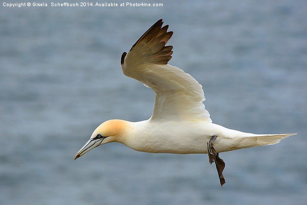  Flying Northern Gannet Picture Board by Gisela Scheffbuch