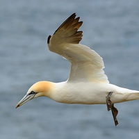 Buy canvas prints of  Flying Northern Gannet by Gisela Scheffbuch