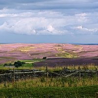 Buy canvas prints of  Moorland in Full Bloom by Gisela Scheffbuch
