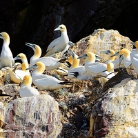 Buy canvas prints of  Northern Gannets by Gisela Scheffbuch