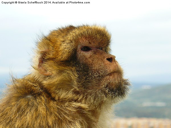  Gibraltar Macaque Picture Board by Gisela Scheffbuch