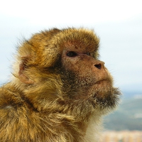Buy canvas prints of  Gibraltar Macaque by Gisela Scheffbuch