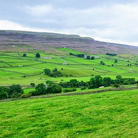 Buy canvas prints of  Swaledale with Heather in Bloom by Gisela Scheffbuch