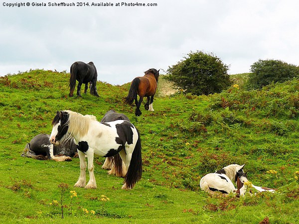  Tinker Horses in Ireland Picture Board by Gisela Scheffbuch