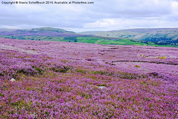  Heather in Bloom in Swaledale Picture Board by Gisela Scheffbuch