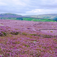 Buy canvas prints of  Heather in Bloom in Swaledale by Gisela Scheffbuch