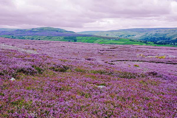  Heather in Bloom in Swaledale - Variation Picture Board by Gisela Scheffbuch