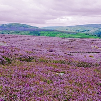Buy canvas prints of   Heather in Bloom in Swaledale - Variation by Gisela Scheffbuch