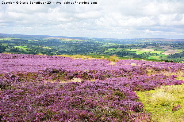  Heather in Bloom in the North York Moors Picture Board by Gisela Scheffbuch