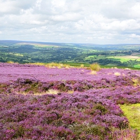 Buy canvas prints of  Heather in Bloom in the North York Moors by Gisela Scheffbuch