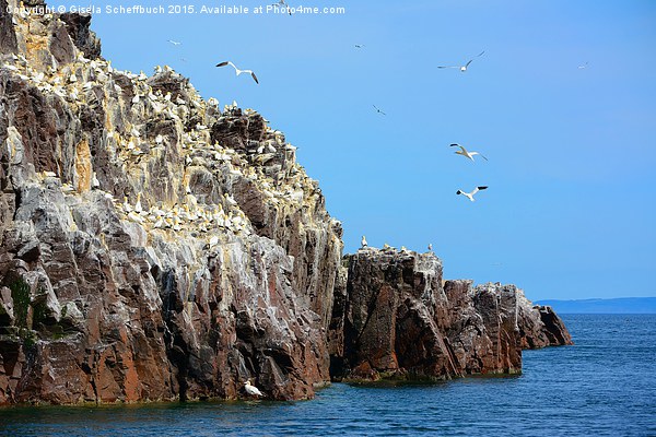  Northern Gannets on Bass Rock Picture Board by Gisela Scheffbuch