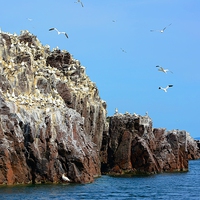 Buy canvas prints of  Northern Gannets on Bass Rock by Gisela Scheffbuch