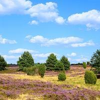 Buy canvas prints of Heather in Bloom in the Luneburg Heath by Gisela Scheffbuch