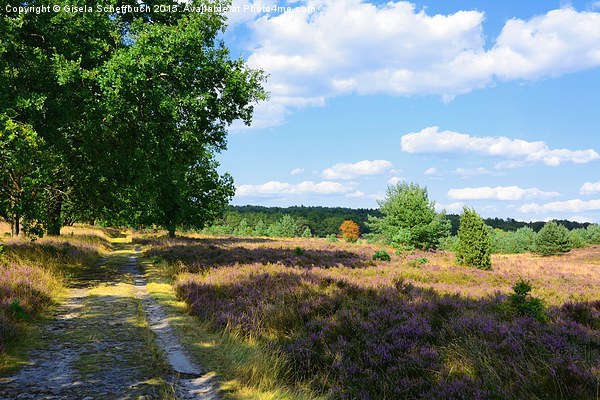  Stroll through the Heather in Bloom Picture Board by Gisela Scheffbuch