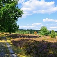 Buy canvas prints of  Stroll through the Heather in Bloom by Gisela Scheffbuch