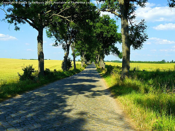  A Small Road on the Masurian Countryside Picture Board by Gisela Scheffbuch