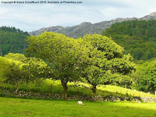  A Summer Evening in Snowdonia Picture Board by Gisela Scheffbuch