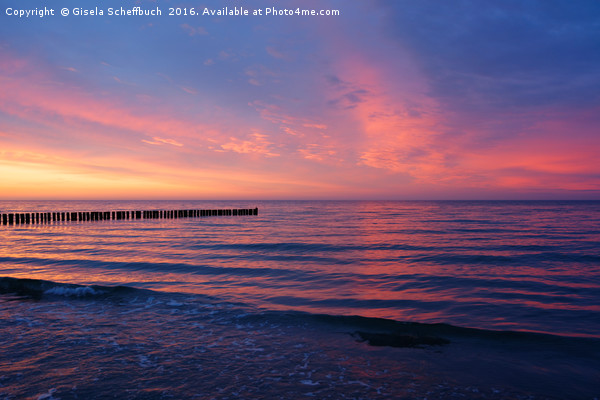 Sunset at the Baltic Sea Picture Board by Gisela Scheffbuch
