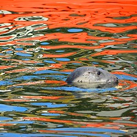 Buy canvas prints of Horsehead Seal Swimming in the Harbour by Gisela Scheffbuch
