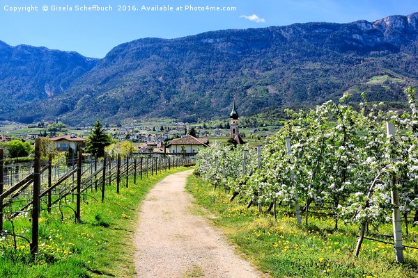 Apple Blossoming Season in South Tyrol             Picture Board by Gisela Scheffbuch