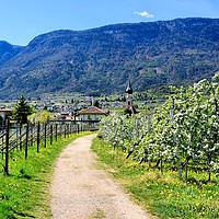 Buy canvas prints of Apple Blossoming Season in South Tyrol             by Gisela Scheffbuch