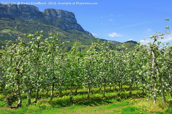 Apple Blossoming Season in South Tyrol  Picture Board by Gisela Scheffbuch