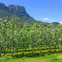 Buy canvas prints of Apple Blossoming Season in South Tyrol  by Gisela Scheffbuch