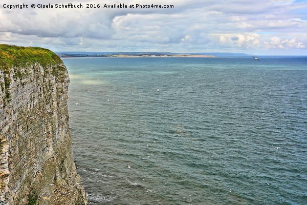 Bempton Cliffs Picture Board by Gisela Scheffbuch