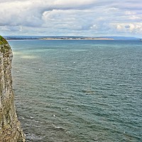 Buy canvas prints of Bempton Cliffs by Gisela Scheffbuch