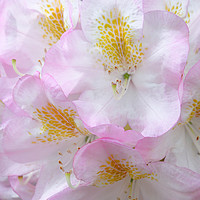 Buy canvas prints of Rhododendron Dream by Gisela Scheffbuch