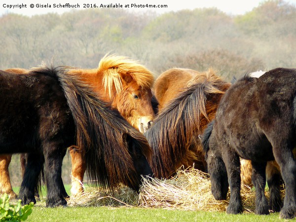 Shetland Ponies Picture Board by Gisela Scheffbuch