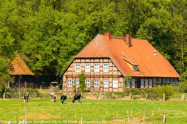 Farm House in Lower Saxony Picture Board by Gisela Scheffbuch