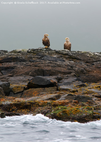 A Brace of White-tailed Eagles Waiting for Diner  Picture Board by Gisela Scheffbuch