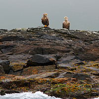 Buy canvas prints of A Brace of White-tailed Eagles Waiting for Diner  by Gisela Scheffbuch