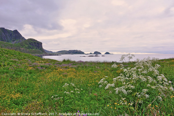 Evening Scenery in the Vesteralen Islands  Picture Board by Gisela Scheffbuch