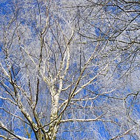 Buy canvas prints of Hoar Frost by Gisela Scheffbuch