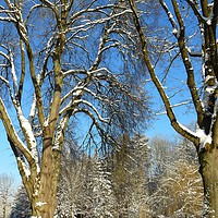 Buy canvas prints of Winter Scenery by Gisela Scheffbuch