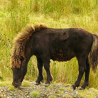 Buy canvas prints of Chestnut Pony in the Black Mountain by Gisela Scheffbuch