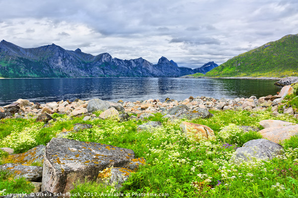 Mefjorden on the Island of Senja Picture Board by Gisela Scheffbuch