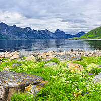 Buy canvas prints of Mefjorden on the Island of Senja by Gisela Scheffbuch