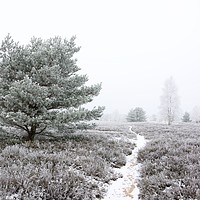 Buy canvas prints of Frozen Heath by Gisela Scheffbuch