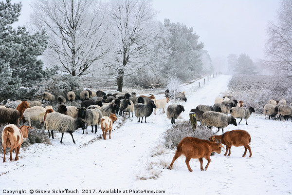 Moorland Sheep on a Frosty Winter Day Picture Board by Gisela Scheffbuch