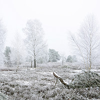 Buy canvas prints of Frosty Heathland  by Gisela Scheffbuch