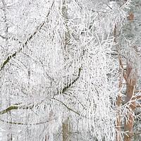 Buy canvas prints of Frosted Tree by Gisela Scheffbuch