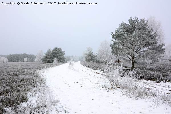 Moorland Trail on a Cold Winter Day Picture Board by Gisela Scheffbuch