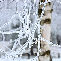 Buy canvas prints of Hoar Frosted Birch by Gisela Scheffbuch